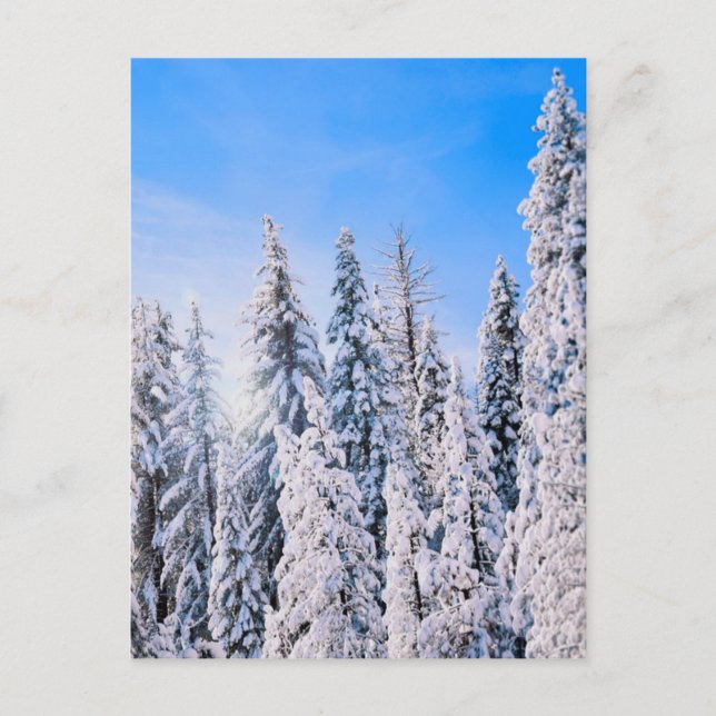 Winter Wonderland Pine Trees in Snow Postcard (Front)