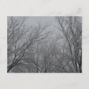 Winter Wonderland Postcard