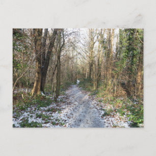Winter woodland at Arnside Postcard