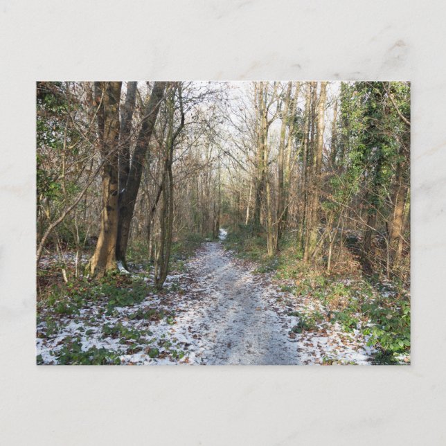 Winter woodland at Arnside Postcard (Front)