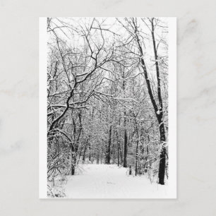 Winter Woods Postcard
