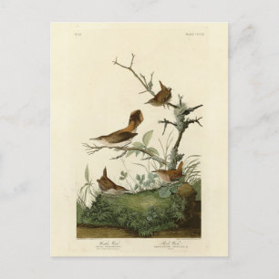 Winter Wren, Rock Wren, Audubon's Birds of America Postcard
