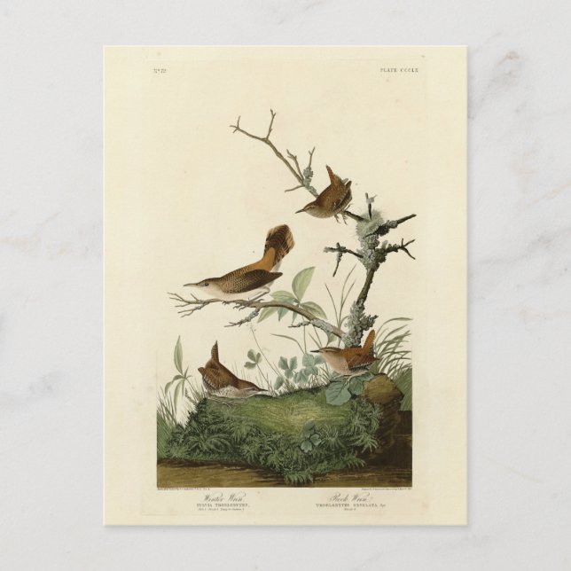 Winter Wren, Rock Wren, Audubon's Birds of America Postcard (Front)