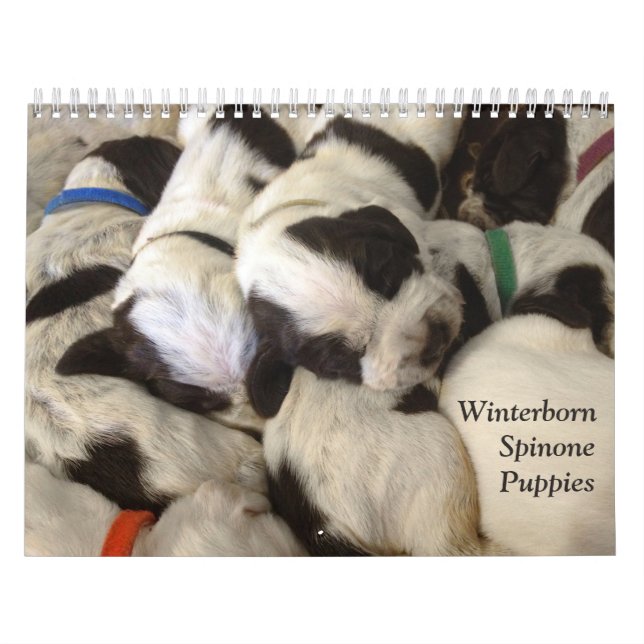 Winterborn Spinone ~ Revised ~ Puppy Calendar Med. (Cover)