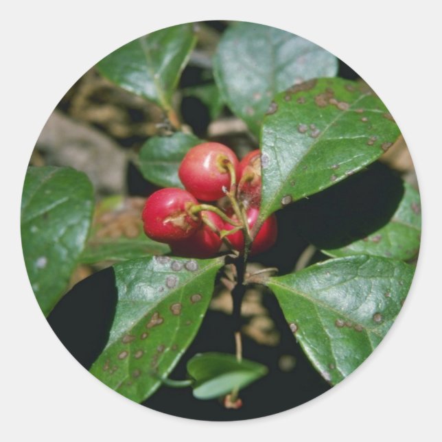 Wintergreen (Gaultheria Procumbens) flowers Classic Round Sticker (Front)