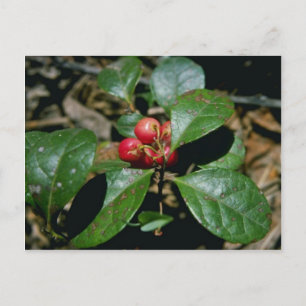 Wintergreen (Gaultheria Procumbens) flowers Postcard