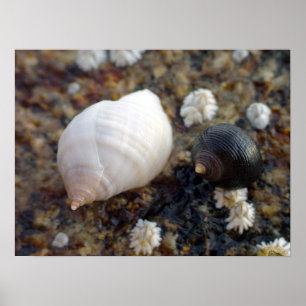 Winterhaven Seasnails Poster