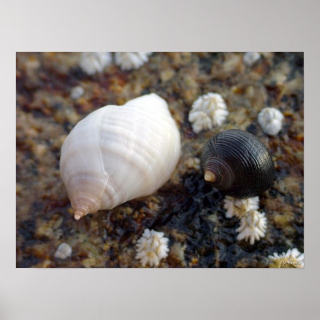 Winterhaven Seasnails Poster (Front)