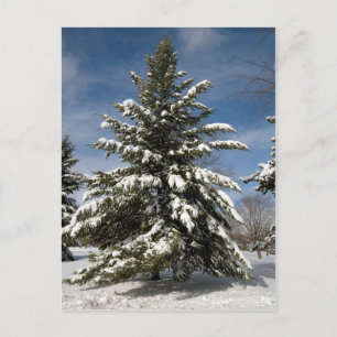 Winters Coming Postcard