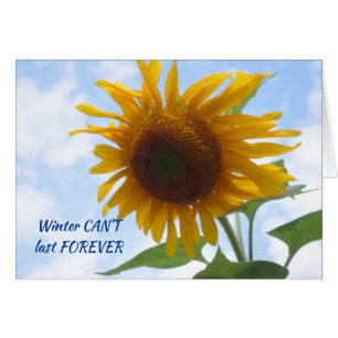Winter's End Sunflower