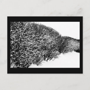 winter's hedge postcard