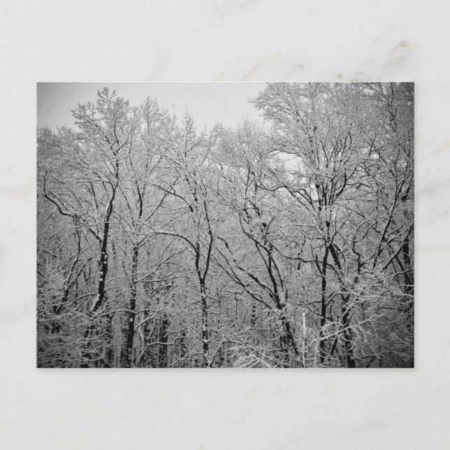 Winter's last breath postcard (Front)