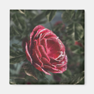 Winter's Parting Gift Magnet
