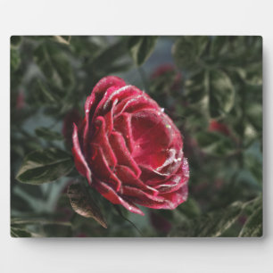Winter's Parting Gift Photo Plaque