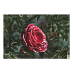 Winter's Parting Gift Photo Print
