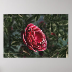 Winter's Parting Gift Print