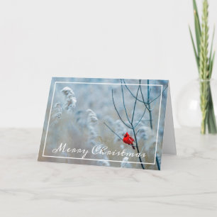 Wintry Cardinal Christmas Card