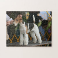Wire Fox Terrier dog show