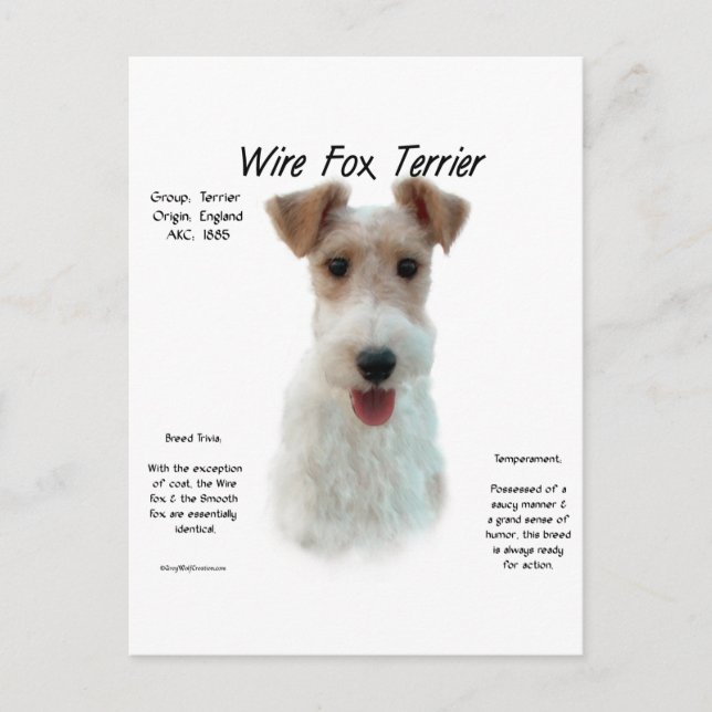 Wire Fox Terrier History; about wire fox terrier Postcard (Front)