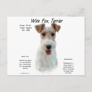 Wire Fox Terrier History; about wire fox terrier Postcard