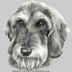 Dachshund Drawings Gifts Gift Ideas Zazzle Uk