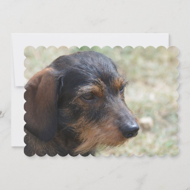 Wire Haired Daschund Dog Invitation (Front)