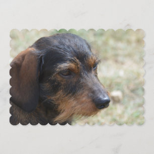 Wire Haired Daschund Dog Invitation