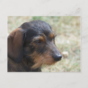 Wire Haired Daschund Dog Postcard