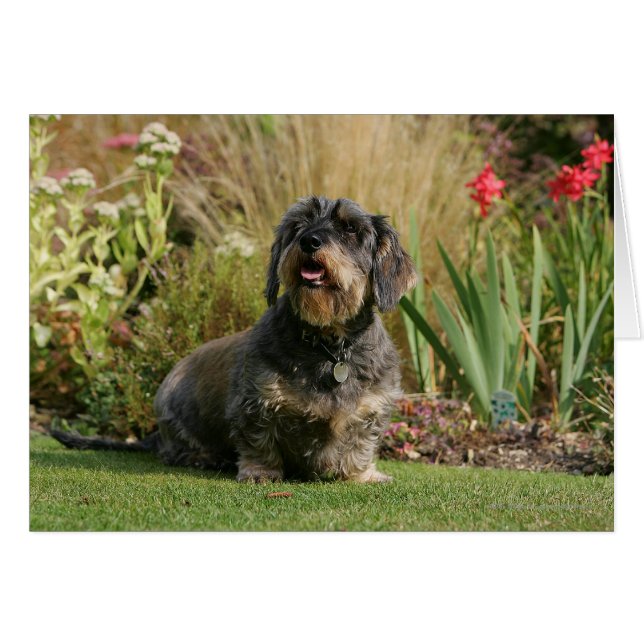 Wire-haired Standard Dachshund (Front Horizontal)