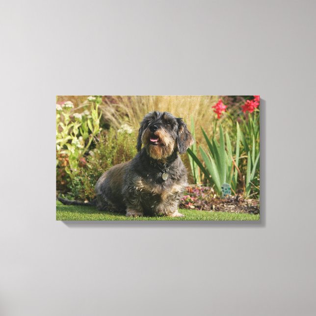 Wire-haired Standard Dachshund Canvas Print (Front)