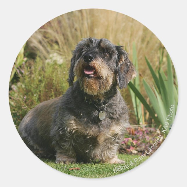 Wire-haired Standard Dachshund Classic Round Sticker (Front)