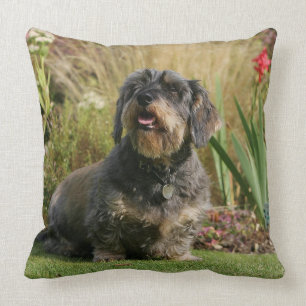 Wire-haired Standard Dachshund Cushion