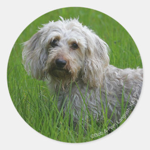 Wire-haired Standard Dachshund in Grass Classic Round Sticker