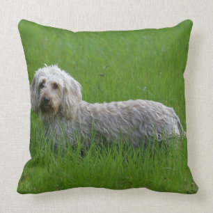 Wire-haired Standard Dachshund in Grass Cushion