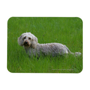 Wire-haired Standard Dachshund in Grass Magnet