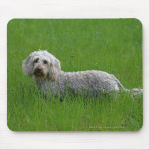Wire-haired Standard Dachshund in Grass Mouse Mat
