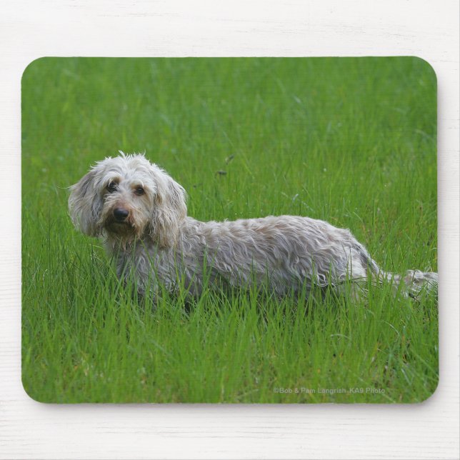 Wire-haired Standard Dachshund in Grass Mouse Mat (Front)