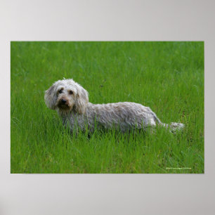 Wire-haired Standard Dachshund in Grass Poster