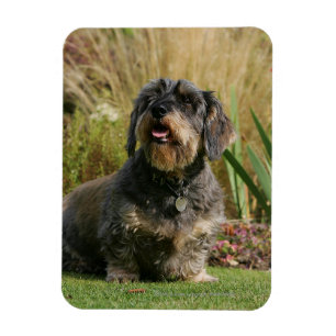 Wire-haired Standard Dachshund Magnet