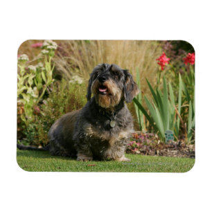 Wire-haired Standard Dachshund Magnet