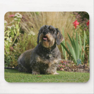 Wire-haired Standard Dachshund Mouse Mat