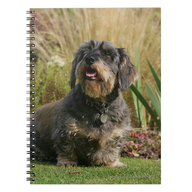 Wire Haired Dachshund Office & School Products Zazzle.co.uk