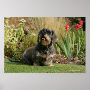 Wire-haired Standard Dachshund Poster