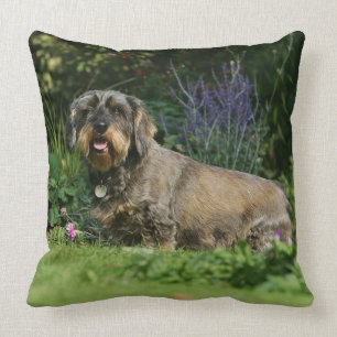 Wire-haired Standard Dachshund Sitting Cushion