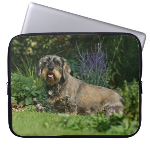 Wire-haired Standard Dachshund Sitting Laptop Sleeve