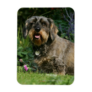 Wire-haired Standard Dachshund Sitting Magnet