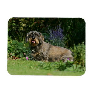 Wire-haired Standard Dachshund Sitting Magnet