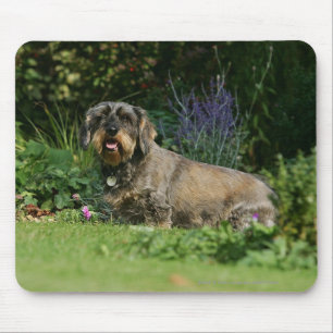 Wire-haired Standard Dachshund Sitting Mouse Mat