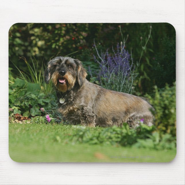 Wire-haired Standard Dachshund Sitting Mouse Mat (Front)