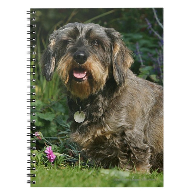 Wire-haired Standard Dachshund Sitting Notebook (Front)